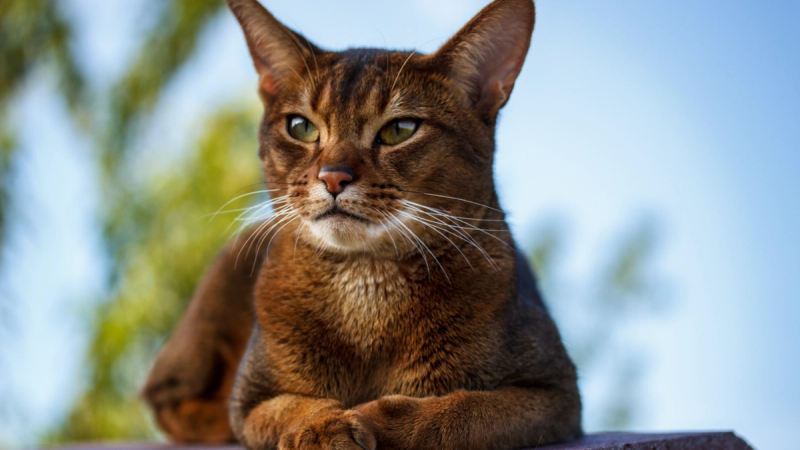 Een nieuwsgierige Abessijn kat ligt ontspannen buiten met een alerte blik.