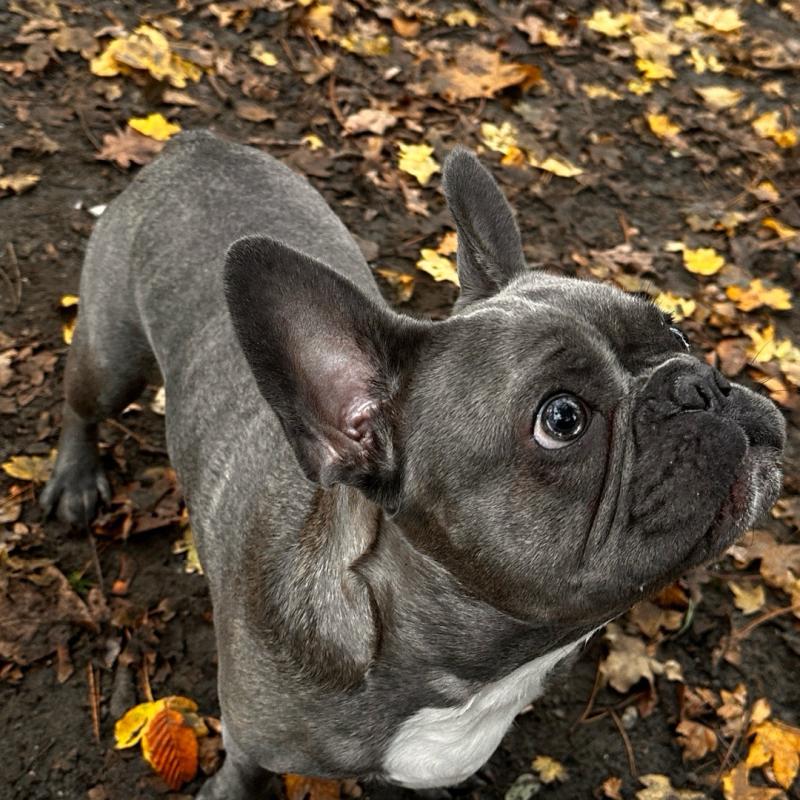 Franse Bulldog Gucci kreeg snel hulp via Petbnb oppas