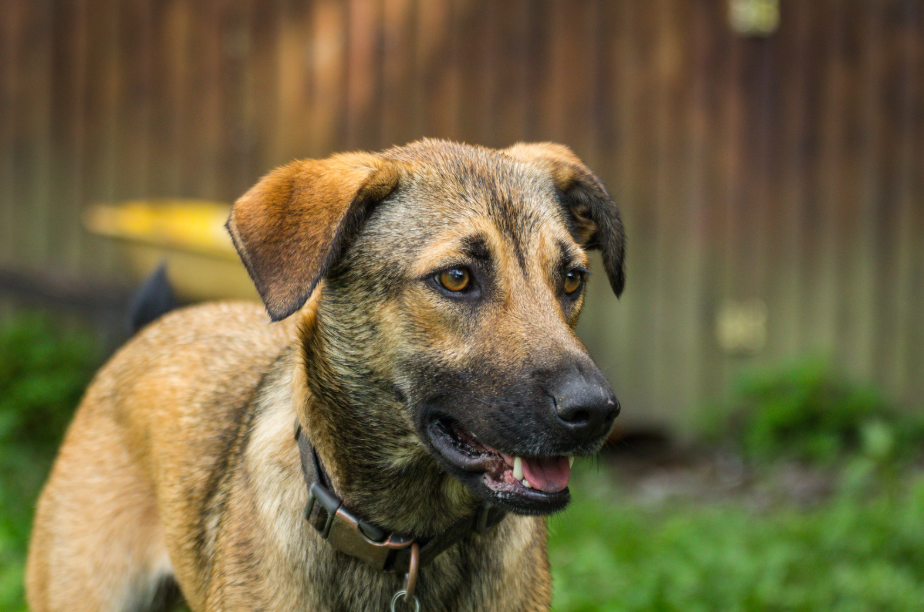 Kangal of Anatolische Herder die waakt bij een kudde