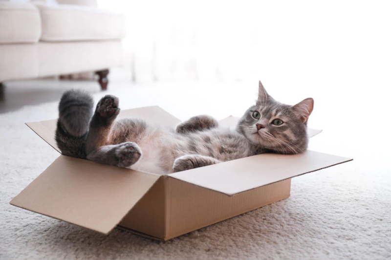 5 hilarische momenten die jij als kattenbaasje vast en zeker herkent!