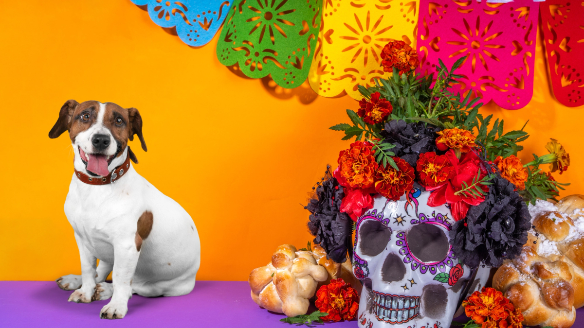 De traditie van de “Pet Ofrenda” op 27 oktober: een ode aan onze huisdieren
