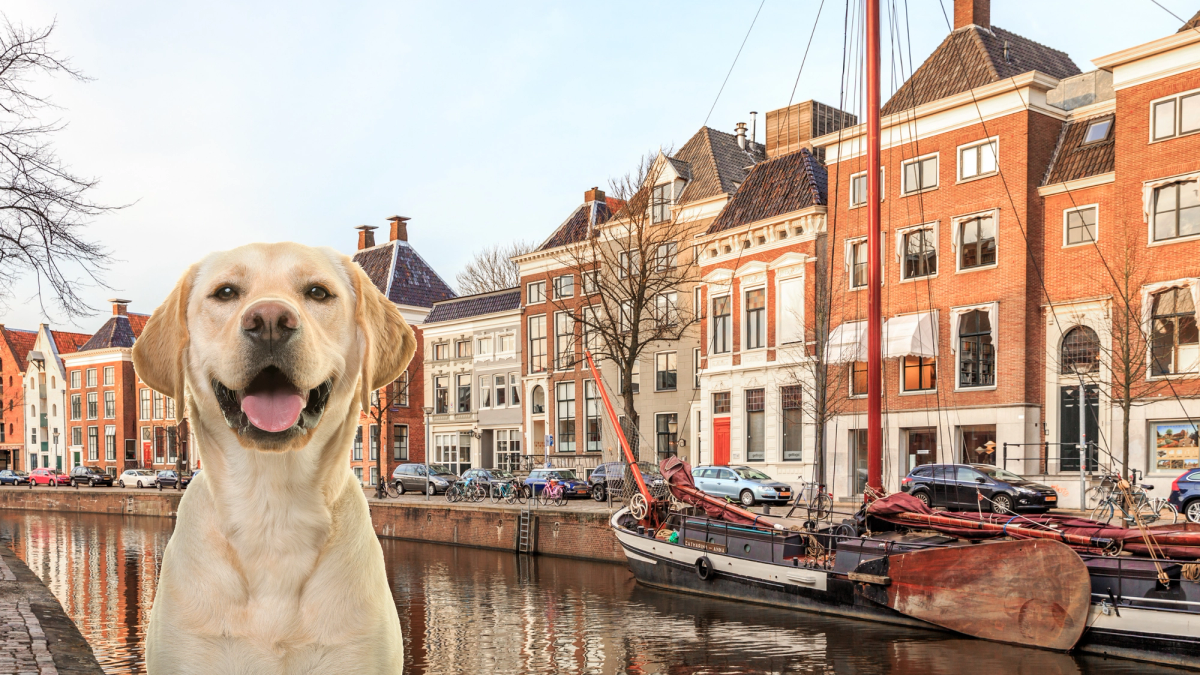 De ultieme gids voor hondeneigenaren en -oppassers: de beste hotspots in Groningen!