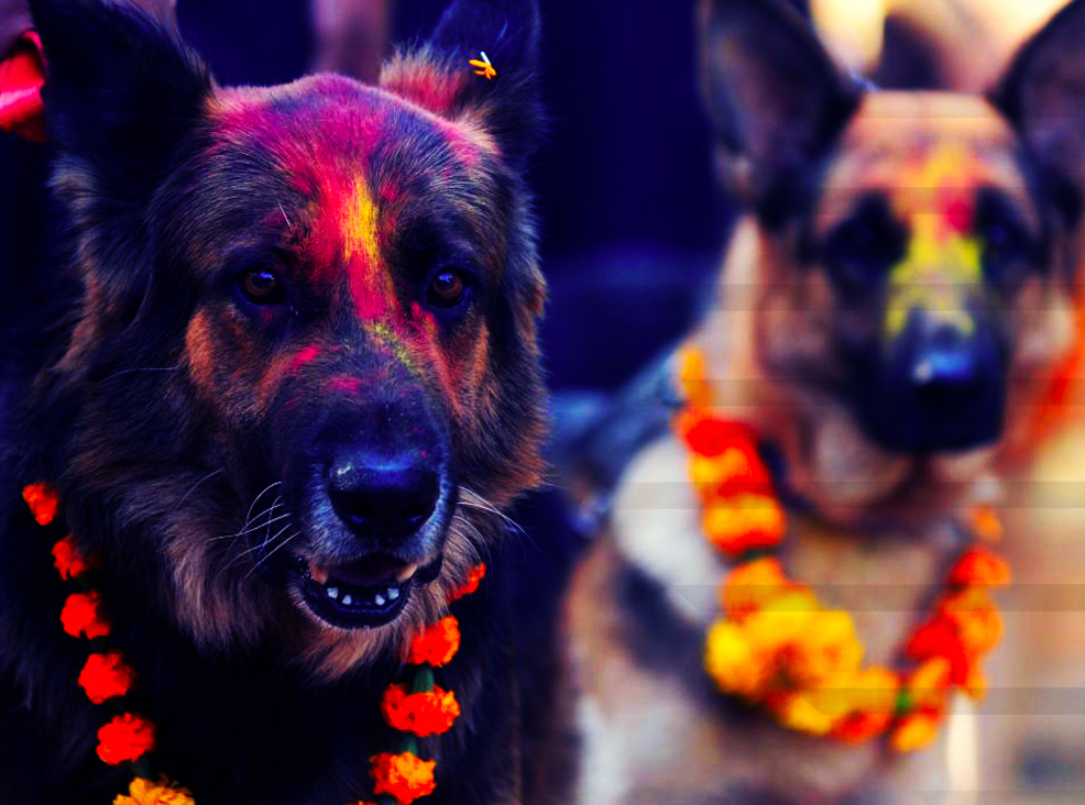 Nepalese hond met bloemenkrans tijdens Kukur Tihar