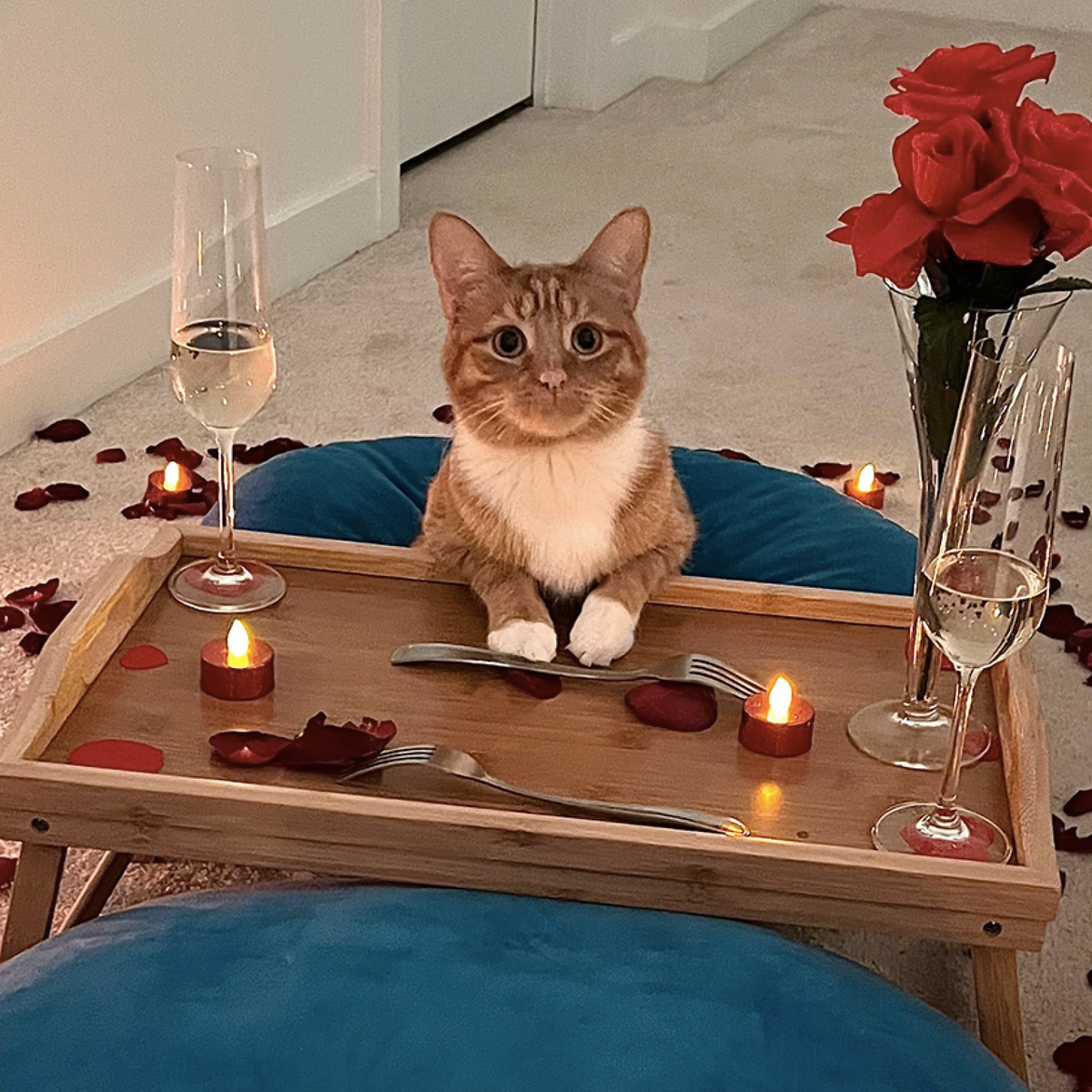 Kerstmaaltijd voor hond of kat