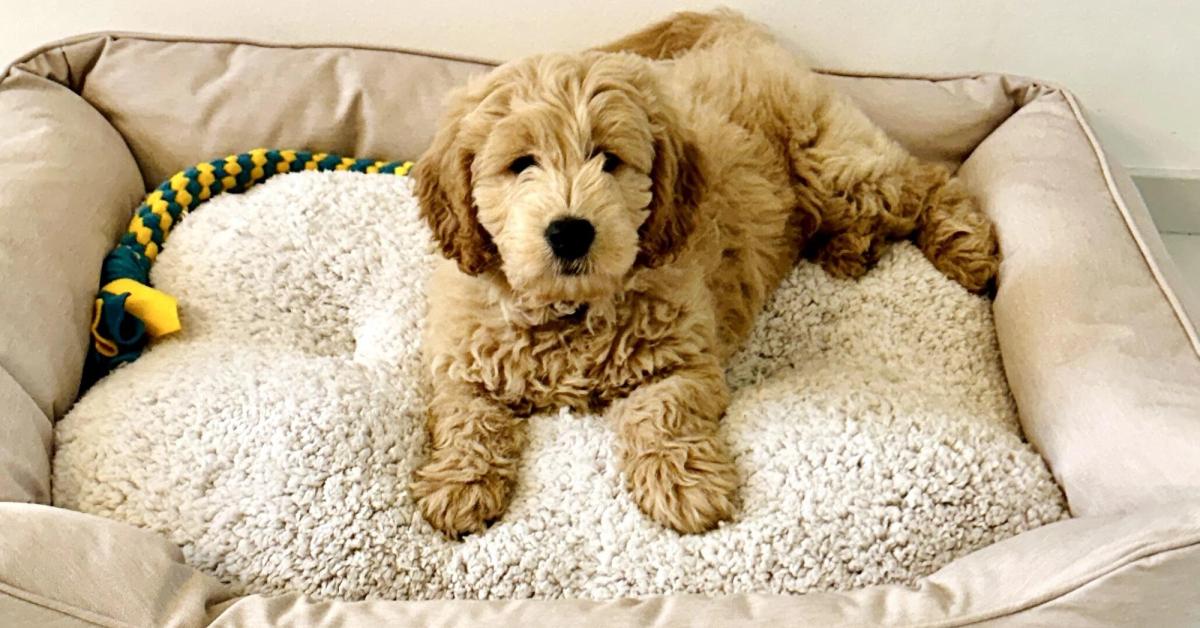 Goldendoodle Petbnb