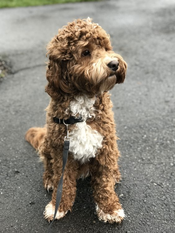 Labradoodle met volle krullen