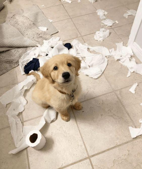 7 honden die erg onschuldig kijken bij de troep die ze hebben gemaakt