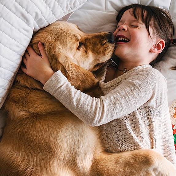 Golden Retriever die geknuffeld wordt
