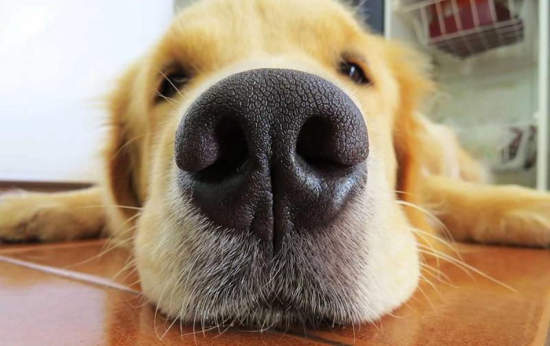 6 verrassende dingen die honden ruiken die mensen niet kunnen ruiken