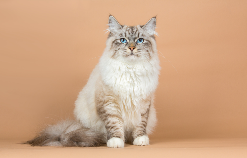Siberische kat met dikke vacht