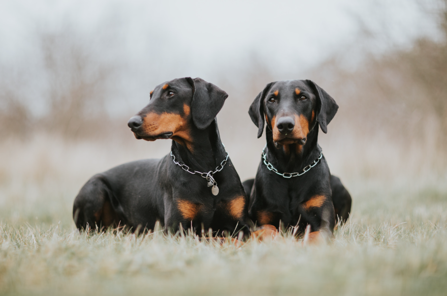 Krachtige Dobermann met atletische bouw