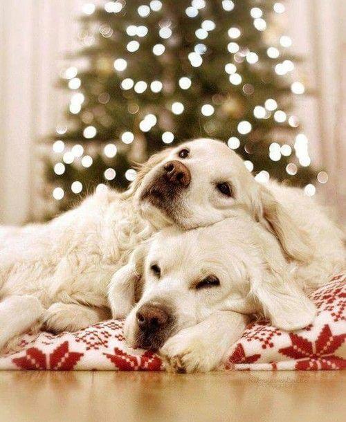 5 tips om de kerstdagen met jouw viervoeter extra feestelijk te maken!