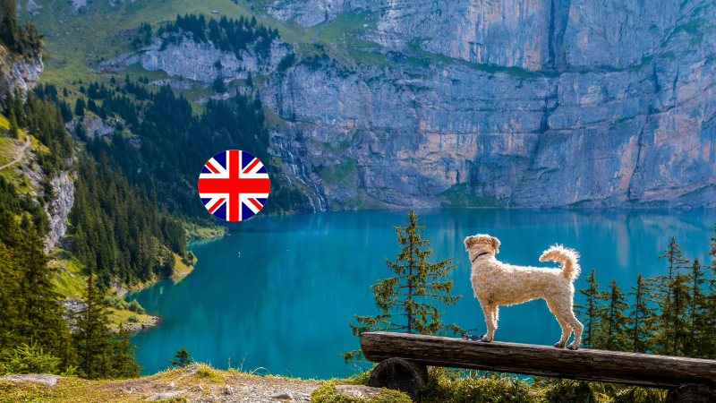 Traveling with a Dog in Germany: What You Need to Know