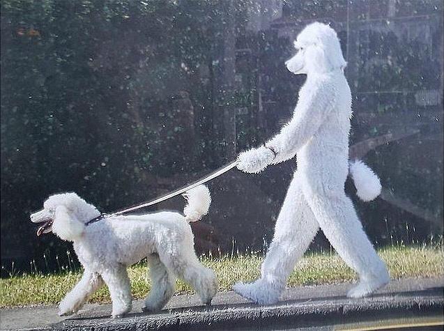 Wandeling met hond