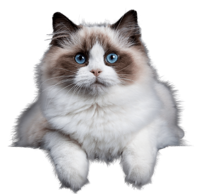 Ragdoll kat liggend op bed