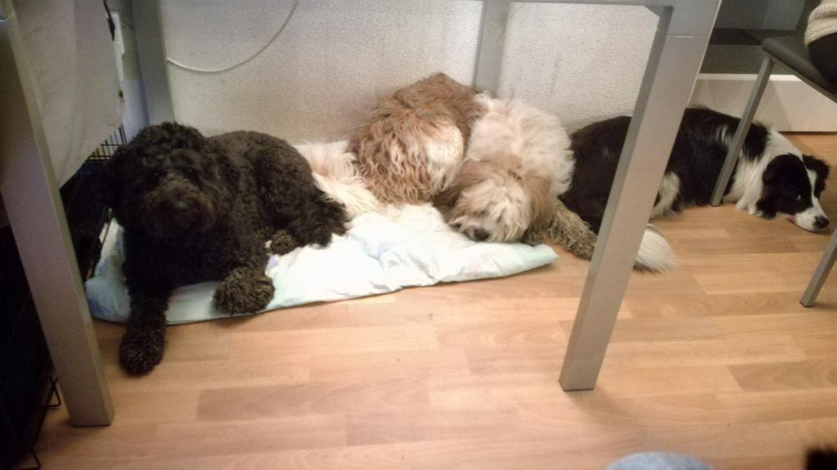 Border collies Pip, Bink en Jazz in de tuin