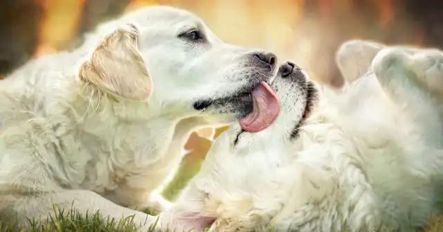 Twee honden likken elkaar als teken van respect