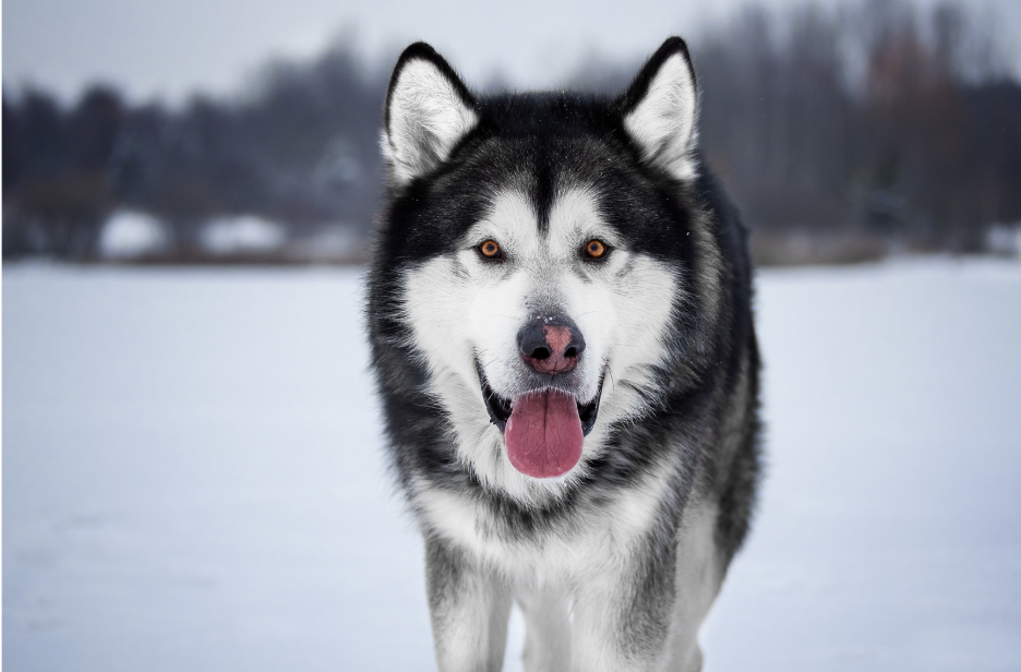 Alaskan Malamute met dikke vacht en krachtige bouw
