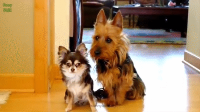 Hond met schuldige blik