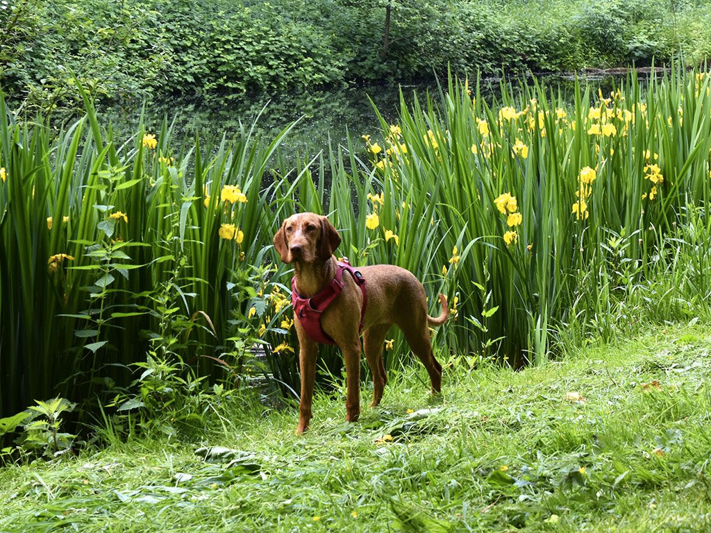 Hondvriendelijke route in het Amsterdamse Bos