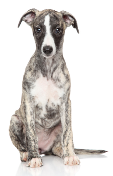 Whippet