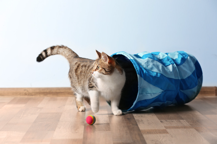 Kat speelt in een kattentunnel