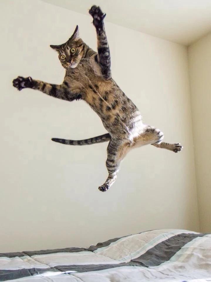 Springende kat in huis