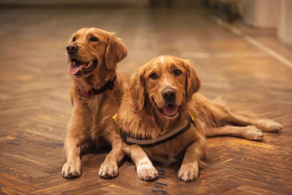Twee golden retrievers liggen naast elkaar op een houten vloer