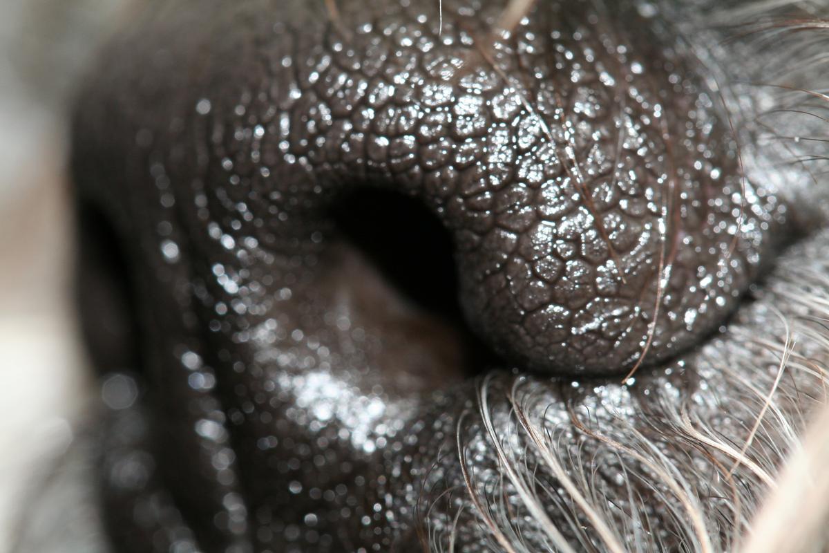 Close-up van hondenneus