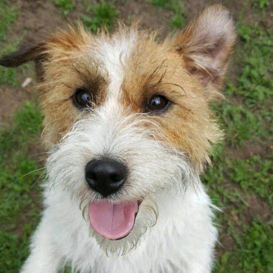 Logeerhond Sidonia tijdens oppasvakantie