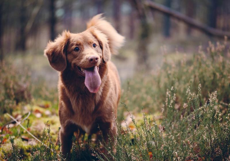 5 redenen waarom honden je gelukkig maken!