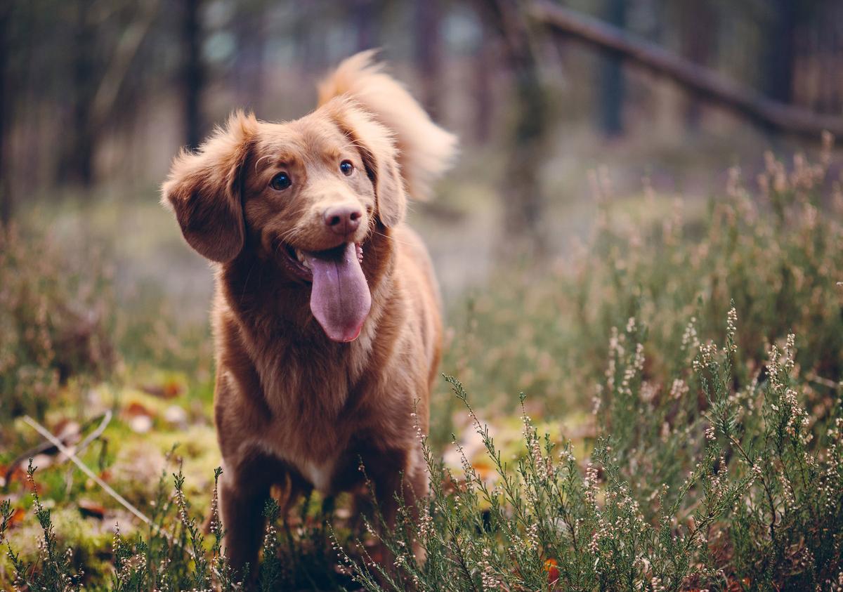 5 redenen waarom honden je gelukkig maken!