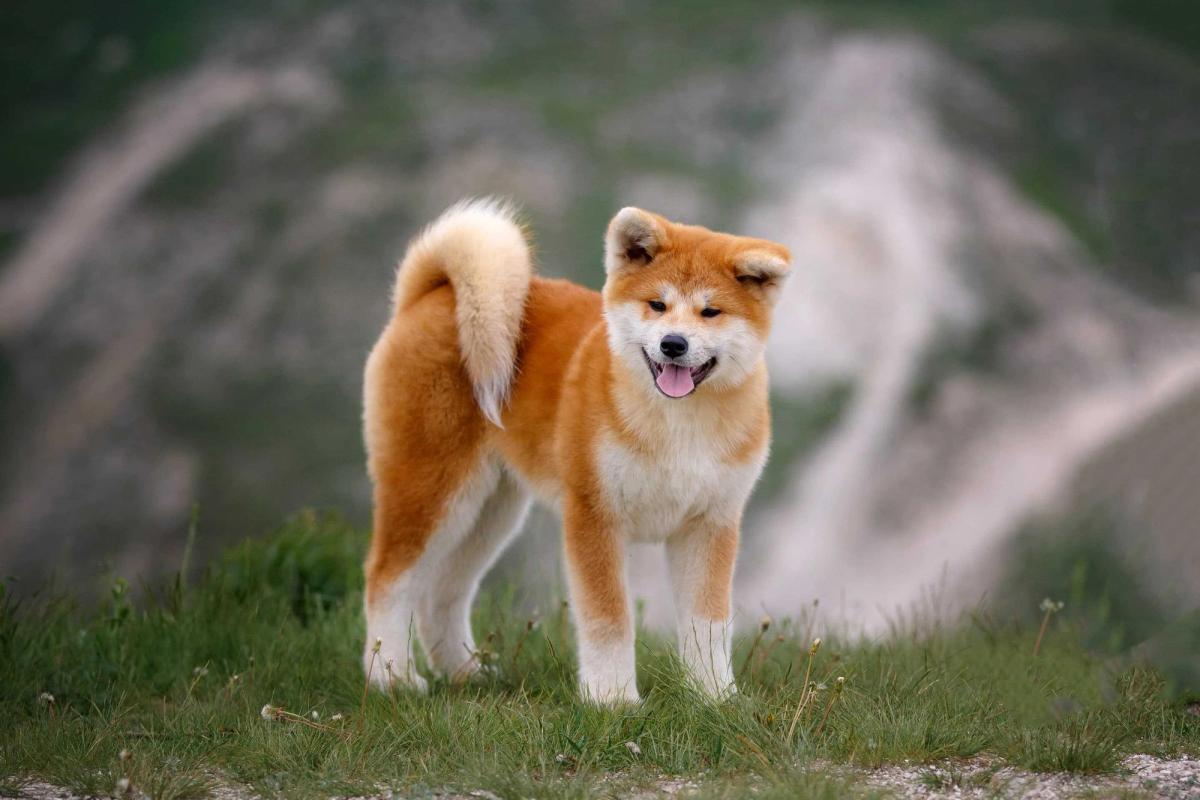Akita Inu