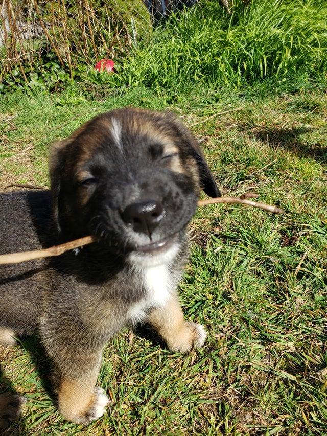 Blije puppy na promotie