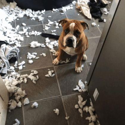 Hond tussen watten