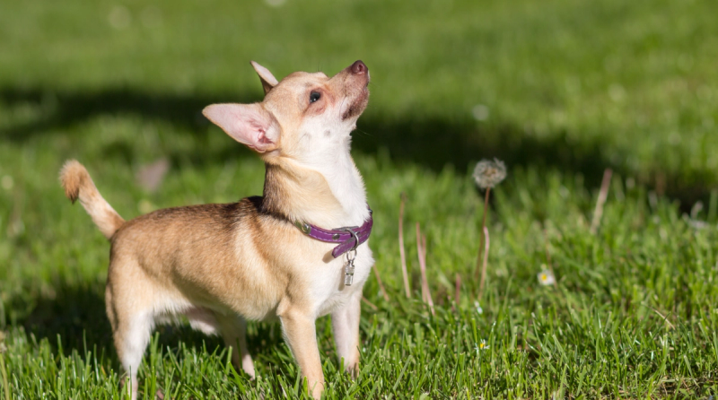 Een schattige chihuahua met grote, nieuwsgierige ogen en rechtopstaande oren, staand op een grasveld. Dit hondje, bekend als het kleinste hondenras ter wereld, straalt zelfvertrouwen en charme uit.
