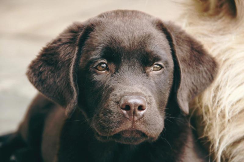 Labrador Retriever Welpe in schokobraun