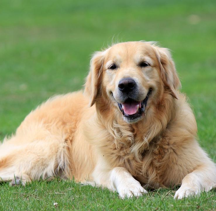 Golden Retriever knuffelhond