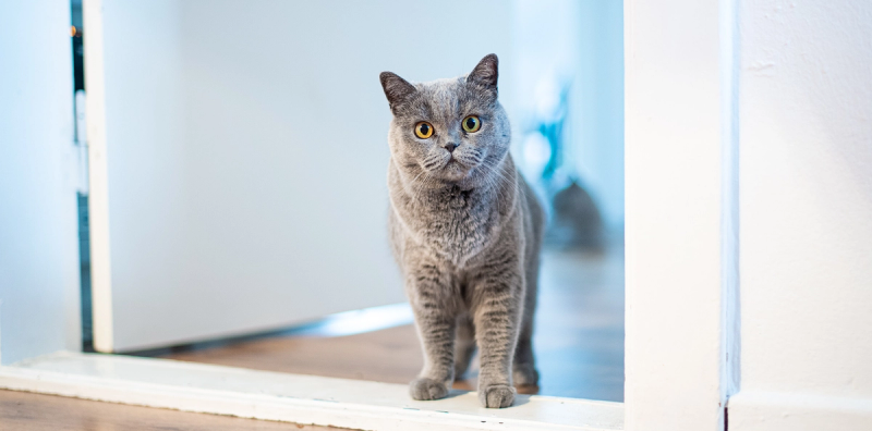 Hoelang kan mijn kat alleen zijn en wat kan ik doen als ik een langere periode van huis ben?