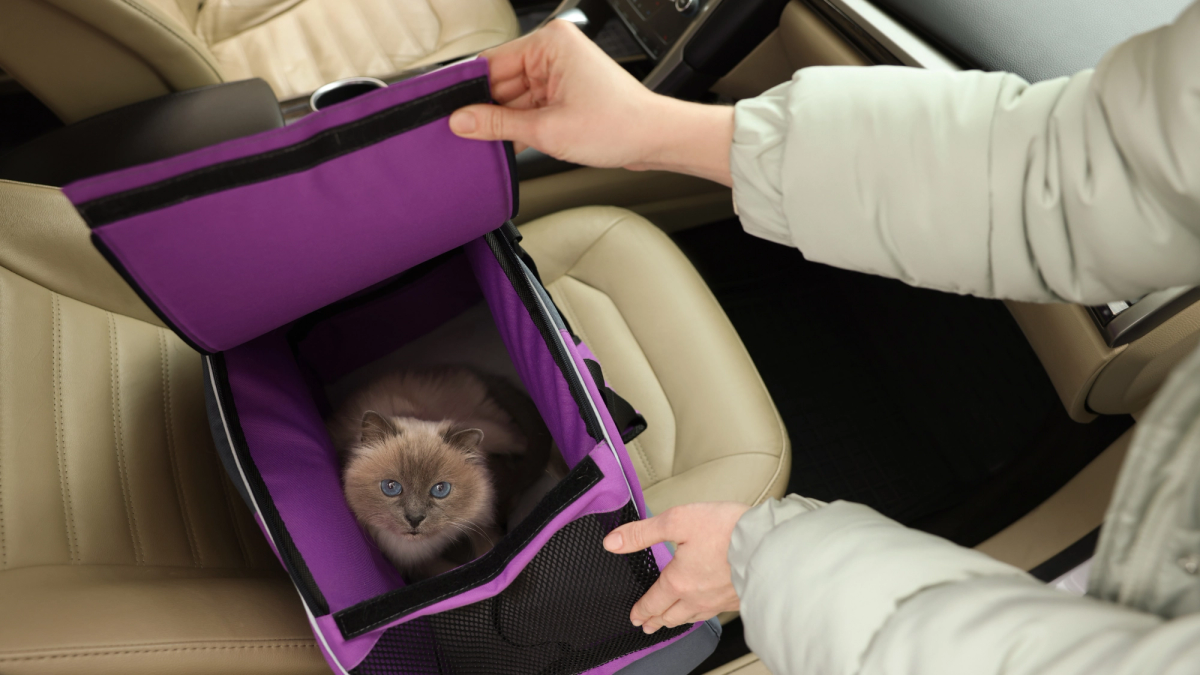 Kat veilig vervoeren in de auto: stressvrij reizen met je kat