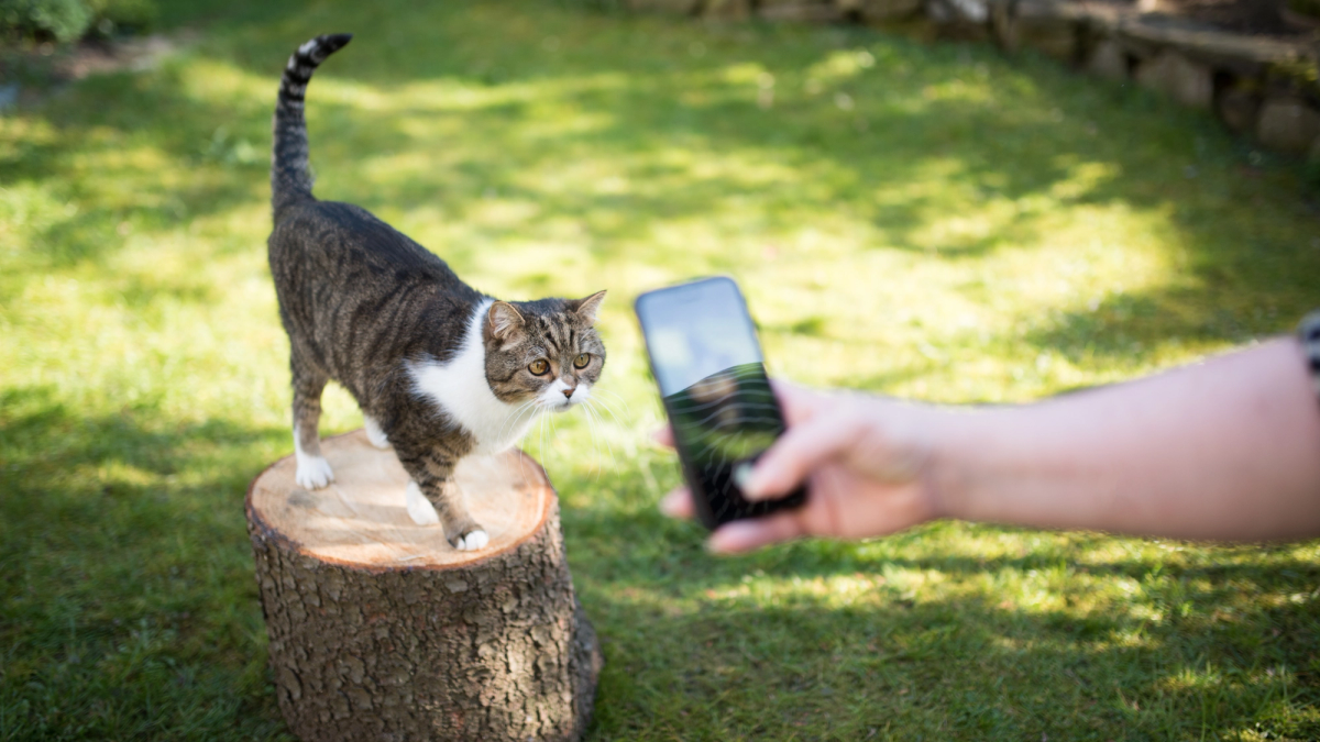 Huisdierenportret met mooie dieptewerking