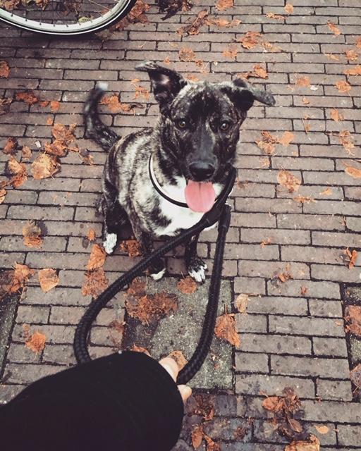 Hond loopt ontspannen buiten met oppas na aankomst