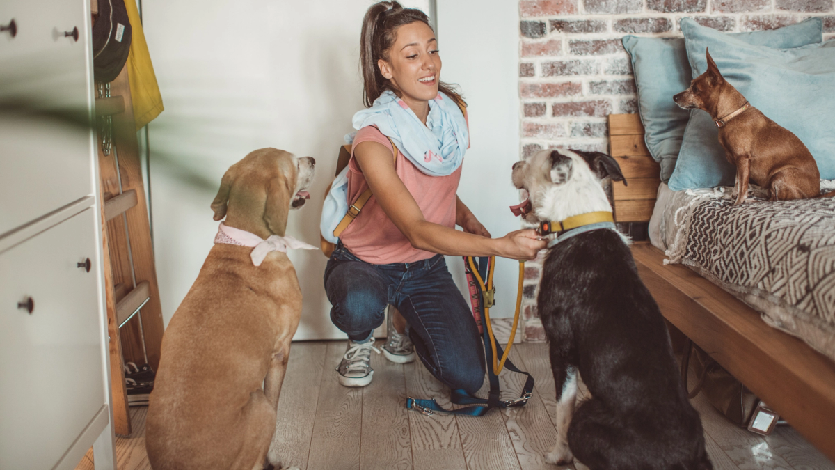 Pet staycation: oppas aan huis voor je hond of kat