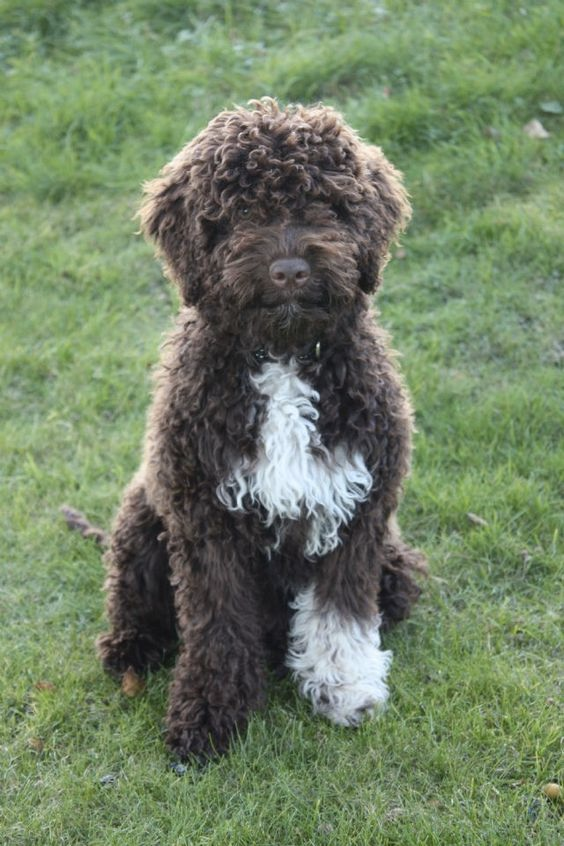 Lagotto Romagnolo met dichte krullen