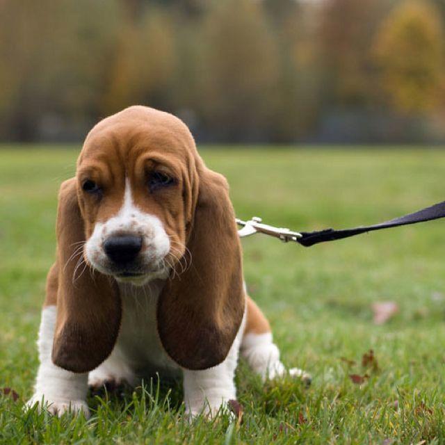 Basset Hound