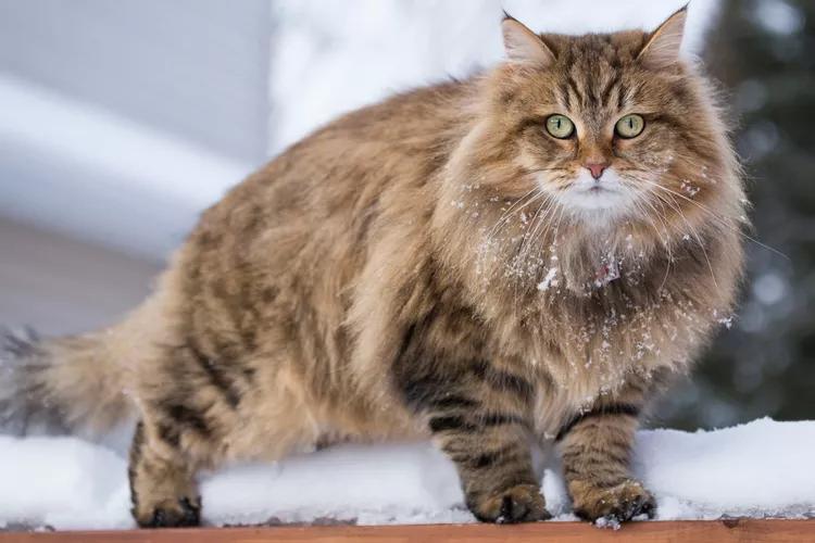 10 Katzenrassen, die selbst Hundefans verzaubern können