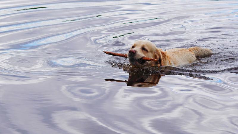 Labrador Retriever beim Schwimmen – Der beste Hund im Wasser.