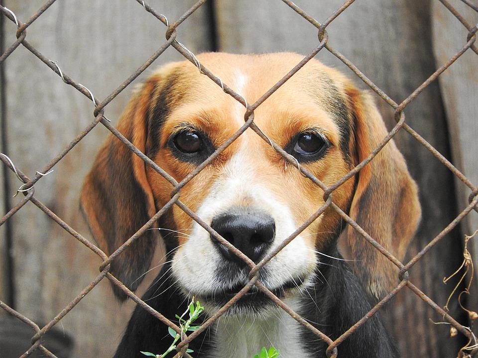 Waarom een hond niet naar een kennel zou moeten