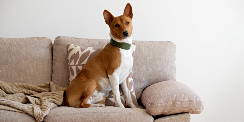 Een Basenji hond op de bank in een appartement