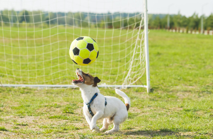 Jack Russell speelt voetbal
